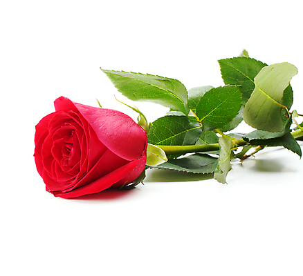 포토 JPG 해외이미지 기념일 꽃잎 꽃 백그라운드 잎 발렌타인데이 사랑 사람없음 빨간색 장미 낭만 벚꽃 흰색 꽃봉오리 향기 아로마 초대 고립 카피스페이스 해외포토 식물 감정 컬러 컨셉 데이이벤트 이벤트 공백 냄새 파일형식 이미지허브