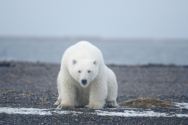 포토 JPG 해외이미지 주간 한마리 야생동물 곰 앉기 사람없음 야외 북극곰 백곰 해외포토 자연요소 동물 1 포유류 모션 파일형식 이미지허브