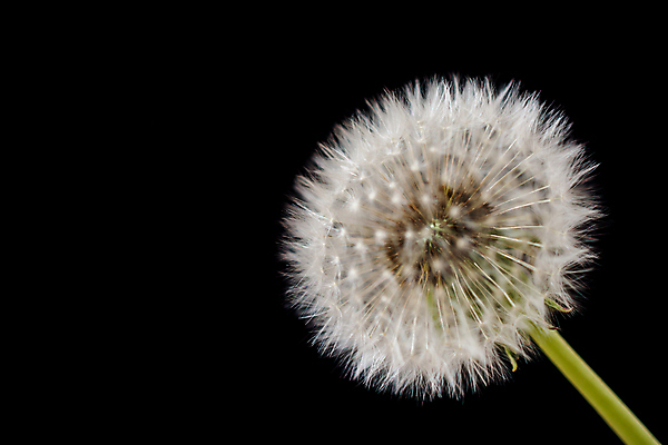 포토 JPG 해외이미지 검은배경 실내 근접촬영 사람없음 민들레 민들레홀씨 해외포토 꽃 뷰포인트 백그라운드 내부 검은색 파일형식 이미지허브