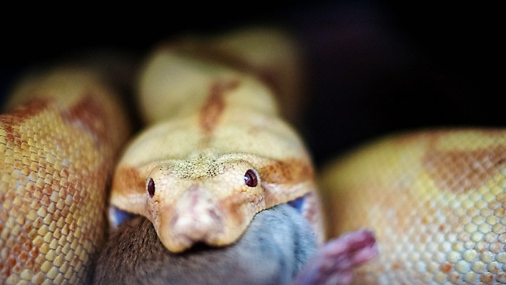 포토 JPG 해외이미지 동물 척추동물 1 응시 야생동물 백그라운드 곡선 파충류 자연 생물 사람없음 가로 반려동물 컬러풀 뷰티 갈색 머리 흰색 뱀 균열 위험 큼 공격 혀 눈금 생물학 사냥 육식동물 멸종 기어가기 고립 공격적 이국적 폭행 해외포토 시선 교육 선 컬러 컨셉 모션 신체부위 입 폭력 범죄 크기 생태계 파일형식 이미지허브