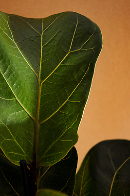 포토 JPG 해외이미지 나무 식물 디자인 꽃 화초 줄기 백그라운드 잎 꽃무늬 자연 주택 실내 사람없음 야외 내부 장식 초록색 환경 정원 방 성장 흰색 나뭇가지 신선 냄비 큼 유기농 원예 질감 상록수 무화과 내추럴 고립 생태학 세련 해외포토 웰빙 교육 컬러 무늬 과일 취미 건물 솥 크기 생태계 파일형식 이미지허브