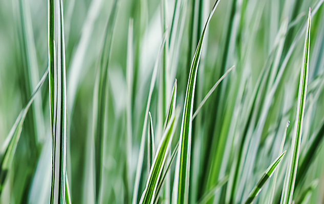 포토 JPG 해외이미지 식물 계절 백그라운드 꽃무늬 밭 자연 추상 휴가 사람없음 야외 장식 초록색 파란색 컬러풀 환경 정원 봄 줄무늬 회색 성장 흰색 신선 원예 부드러움 상록수 내추럴 해외포토 꽃 컬러 무늬 농업 취미 감각 생태계 파일형식 이미지허브