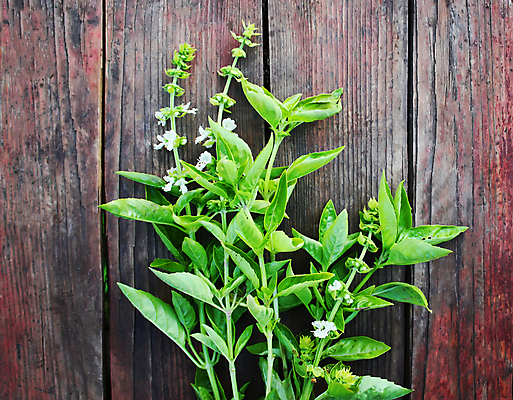 포토 JPG 해외이미지 식물 음료 음식 백그라운드 잎 채소 과일 재료 자연 탁자 프레임 요리 사람 사람없음 목재 가로 초록색 물 정원 활발 젖음 금지 물방울 양념 그룹 선택 맛 큼 허브 가득함 오브젝트 유기농 날것 향기 각도 바질 국산 내추럴 세련 해외포토 자연요소 나무 웰빙 컬러 가구 컨셉 크기 생태계 냄새 파일형식 이미지허브