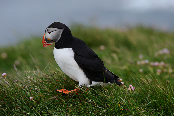 포토 JPG 해외이미지 주간 한마리 조류 사람없음 야외 아웃포커스 퍼핀 해외포토 자연요소 동물 1 촬영기법 파일형식 이미지허브