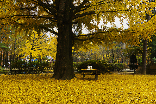 포토 JPG 해외이미지 나무 식물 라이프스타일 계절 행복 아시아 문화 섬 여행 단풍 겨울 자연 서울 한국 사람 사람없음 초록색 경제 파란색 햇빛 노란색 여행객 평화 환경 정원 수확 역사 오두막 시원함 휴양지 동쪽 남쪽 생태학 줄서기 해외포토 교육 감정 나라 컬러 컨셉 잎 농업 모션 생활 태양 장소 방향 생태계 파일형식 이미지허브
