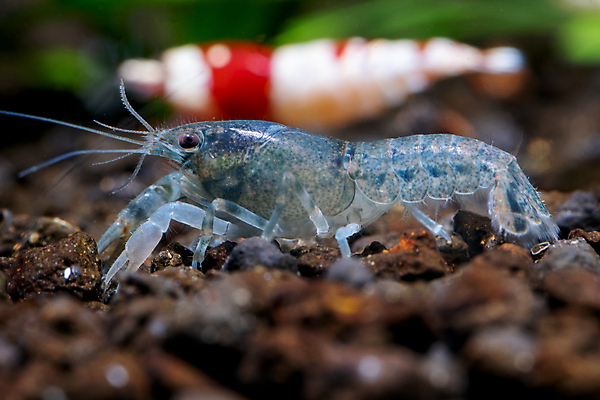 포토 JPG 해외이미지 식물 동물 야생동물 음식 백그라운드 자연 새우 주택 갑각류 이끼 취미 사람없음 장식 초록색 물 파란색 빛 컬러풀 수중 흙 줄무늬 흰색 신선 점 작음 가재 생물학 탱크 수족관 내추럴 기어가기 민물 발톱 해외포토 자연요소 교육 컬러 무늬 모션 발 건물 크기 생태계 파일형식 이미지허브