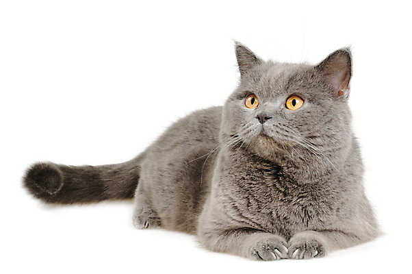 포토 JPG 해외이미지 동물 응시 백그라운드 포유류 영국 수염 털 사람없음 파란색 반려동물 머리카락 회색 왼쪽 솜털 거짓말 고립 기르기 러시아인 유래 버미즈 해외포토 서양인 시선 유럽 컬러 머리 고양이 방향 돌봄 파일형식 이미지허브