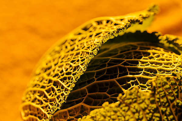 포토 JPG 해외이미지 나무 계절 음식 여행 잎 채소 오렌지 자연 산 풍경 초원 사람없음 야외 초록색 빛 햇빛 태양 농장 노란색 환경 낭만 가을 황금 숲 속도 유기농 질감 내추럴 전국 해외포토 자연요소 식물 웰빙 컬러 컨셉 농업 과일 생태계 파일형식 이미지허브