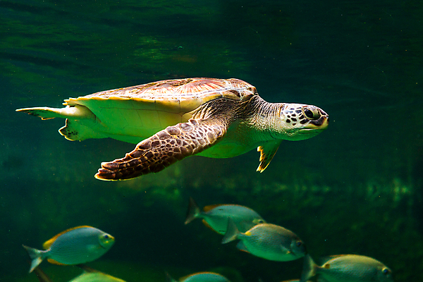 포토 JPG 해외이미지 동물 야생동물 바다 자연 표면 휴가 열대 사람없음 야외 초록색 물 태양 평화 바닷속 수중 수영 탐험 껍질 우아함 산호 닫기 거북이 다이빙 하와이 부드러움 암초 멸종 내추럴 해외포토 자연요소 컬러 컨셉 파충류 모션 미국 수상스포츠 감각 자포동물 생태계 수중스포츠 파일형식 이미지허브