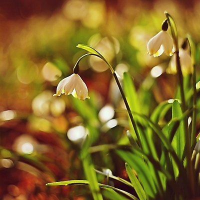 포토 JPG 해외이미지 식물 계절 꽃잎 꽃 백그라운드 잎 꽃무늬 자연 사람없음 야외 초록색 뷰티 환경 정원 봄 들꽃 성장 벚꽃 흰색 신선 눈송이 개화 숲 묘사 속도 내추럴 생태학 헌병 해외포토 교육 컬러 무늬 눈_날씨 군인 생태계 파일형식 이미지허브