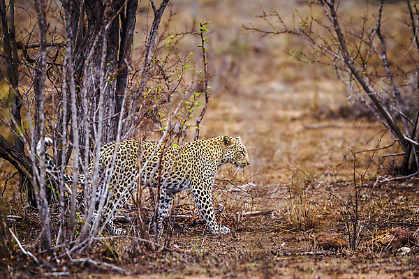 포토 JPG 해외이미지 동물 아시아 야생동물 포유류 자연 국립공원 사람없음 가로 고양이 보호 사파리 네팔 표범 보호구역 스리랑카 해외포토 멸종위기종 공원 나라 컨셉 반려동물 생태계 구역 파일형식 이미지허브