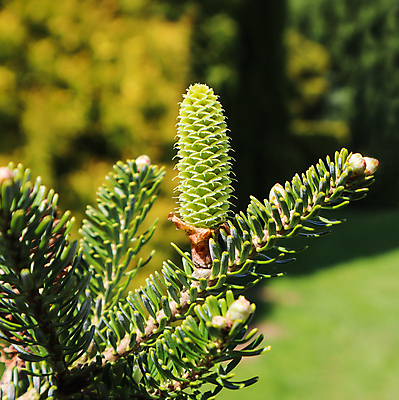 포토 JPG 해외이미지 나무 식물 계절 공원 백그라운드 잎 자연 휴가 한국 사람없음 야외 장식 초록색 노란색 환경 정원 맑음 봄 낭만 튤립 나뭇가지 신선 소나무 묘사 원예 상록수 침엽수 전나무 원뿔 내추럴 웅장함 가문비나무 해외포토 도형 공공시설 꽃 아시아 컬러 컨셉 날씨 취미 생태계 파일형식 이미지허브