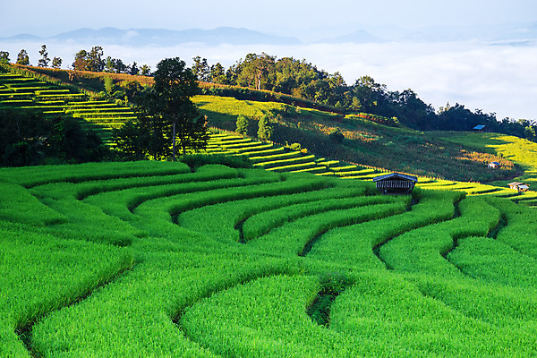 포토 JPG 해외이미지 아시아 음식 여행 백그라운드 밭 농업 태국 자연 밥 산 동양인 사람없음 야외 초록색 빛 농장 노란색 평화 계단 일출 환경 일몰 수확 안개 시골 오두막 땅 언덕 유기농 조경 지역 천국 내추럴 밭일 생태학 해외포토 웰빙 교육 나라 산업 컬러 컨셉 날씨 인종 노을 생태계 파일형식 이미지허브