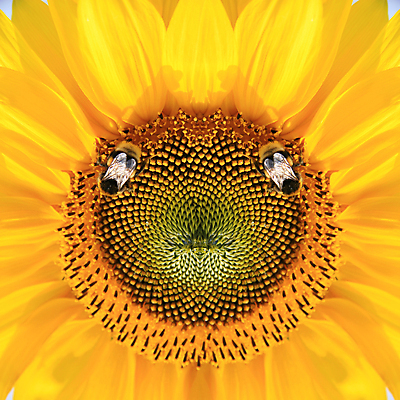 포토 JPG 해외이미지 두마리 해바라기 실내 근접촬영 사람없음 해외포토 꽃 뷰포인트 2 내부 파일형식 이미지허브