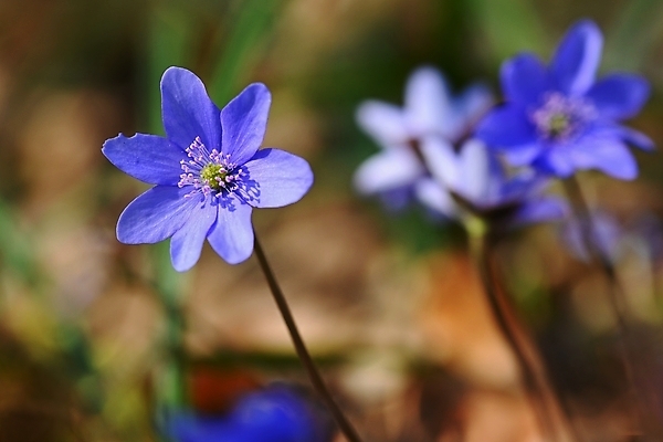 포토 JPG 해외이미지 식물 계절 꽃잎 꽃 백그라운드 잎 꽃무늬 봄꽃 자연 휴식 사람없음 야외 목재 파란색 태양 뷰티 정원 보라색 봄 들꽃 성장 벚꽃 시골 개화 숲 작음 묘사 속도 내추럴 노루귀 아네모네 해외포토 자연요소 나무 컬러 컨셉 무늬 재료 크기 생태계 파일형식 이미지허브