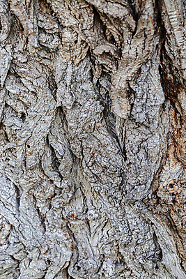 포토 JPG 해외이미지 나무 계절 공원 여행 잎 자연 산 이끼 사람없음 야외 초록색 빛 노란색 환경 낭만 껍질 황금 숲 묘사 속도 질감 나무껍질 내추럴 옛날 전국 해외포토 식물 공공시설 컬러 컨셉 생태계 파일형식 이미지허브