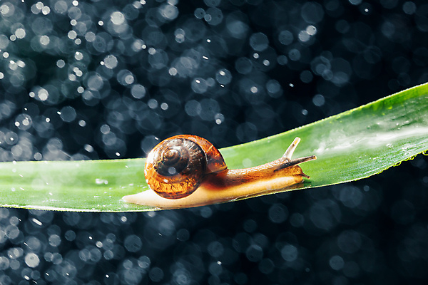 포토 JPG 해외이미지 한마리 잎 검은배경 실내 사람없음 보케 빛망울 기어가기 해외포토 식물 1 백그라운드 모션 내부 빛 검은색 파일형식 이미지허브