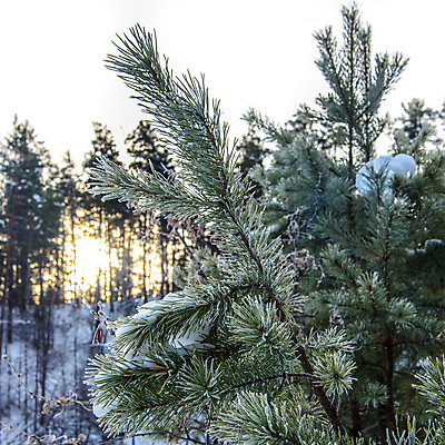 포토 JPG 해외이미지 나무 식물 계절 백그라운드 겨울 자연 하늘 풍경 사람없음 야외 초록색 파란색 뷰티 냉동 추위 흰색 나뭇가지 소나무 바늘 숲 서리 상록수 침엽수 전나무 내추럴 가문비나무 해외포토 컬러 도구 생태계 파일형식 이미지허브