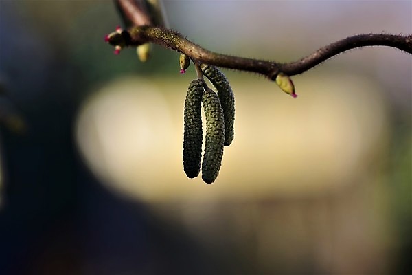 포토 JPG 해외이미지 나무 식물 계절 공원 여자 백그라운드 자연 사람없음 야외 태양 갈색 정원 봄 나뭇가지 개화 닫기 소프트포커스 개암 해외포토 자연요소 공공시설 열매 꽃 컬러 모션 촬영기법 사람 생태계 파일형식 이미지허브