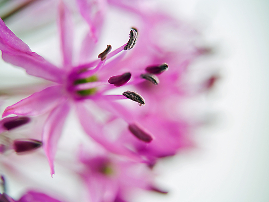 포토 JPG 해외이미지 식물 계절 공원 꽃잎 꽃 백그라운드 꽃무늬 자연 사람없음 야외 초록색 파란색 컬러풀 뷰티 정원 보라색 봄 들꽃 벚꽃 개화 제비꽃 원예 조경 꽃가루 부드러움 꿀 강렬 영원 취급주의 해외포토 공공시설 컬러 무늬 경고 취미 감각 가루 생태계 파일형식 이미지허브