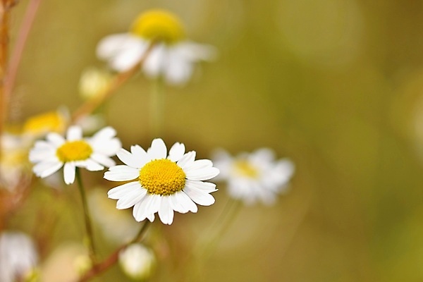 포토 JPG 해외이미지 식물 꽃 백그라운드 꽃무늬 밭 자연 잔디 사람없음 야외 장식 초록색 빛 태양 뷰티 노란색 환경 정원 화목 침묵 봄 들꽃 벚꽃 흰색 시골 신선 개화 닫기 큼 데이지 천국 내추럴 캐모마일 해외포토 자연요소 계절 컬러 컨셉 무늬 농업 모션 소리 크기 허브 생태계 파일형식 이미지허브