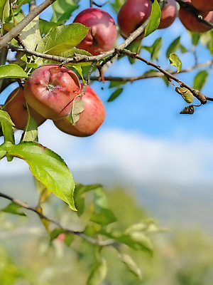 포토 JPG 해외이미지 주간 과일 사람없음 야외 아웃포커스 사과 사과나무 해외포토 자연요소 나무 촬영기법 파일형식 이미지허브