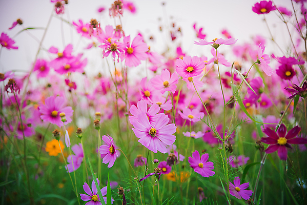 포토 JPG 해외이미지 나무 식물 구름 계절 공원 꽃 여행 백그라운드 꽃무늬 밭 자연 하늘 아침 날씨 산 따뜻함 풍경 초원 사람없음 야외 빛 햇빛 태양 일출 환경 정원 황혼 일몰 봄 새벽 안개 벚꽃 전원 시골 신선 저녁 숲 땅 진달래 코스모스 천국 내추럴 생태학 해외포토 주간 자연요소 공공시설 교육 무늬 농업 노을 전기에너지 야간 생태계 파일형식 이미지허브