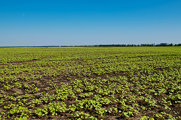포토 JPG 해외이미지 식물 계절 선 백그라운드 잎 밭 농업 다이어트 자연 하늘 풍경 초원 사람없음 야외 초록색 농장 농경지 노란색 새싹 시골 신선 메밀 유기농 장면 모종 세련 해외포토 웰빙 산업 컬러 식재료 건강 생태계 파일형식 이미지허브