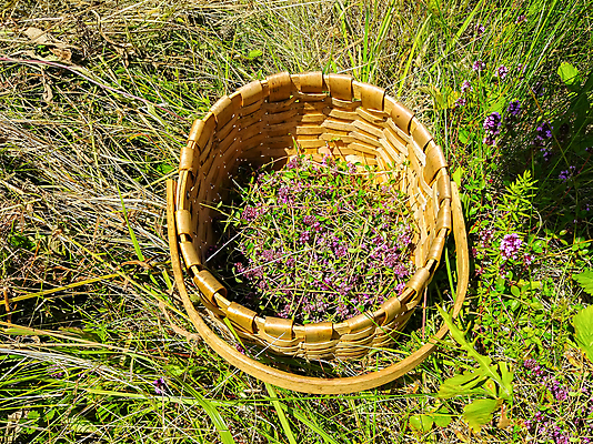 포토 JPG 해외이미지 식물 꽃 유럽 음식 분홍색 백그라운드 잎 꽃무늬 밭 재료 자연 건강 요리 사람없음 야외 초록색 뷰티 약 정원 보라색 봄 들꽃 벚꽃 신선 개화 약초 땅 허브 제비꽃 향신료 아로마 향 내추럴 백리향 해외포토 계절 나라 컬러 무늬 농업 의학 풀_식물 생태계 향미료 파일형식 이미지허브