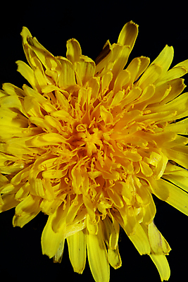 포토 JPG 해외이미지 한송이 검은배경 실내 근접촬영 사람없음 민들레 해외포토 1 꽃 뷰포인트 백그라운드 내부 검은색 송이 파일형식 이미지허브