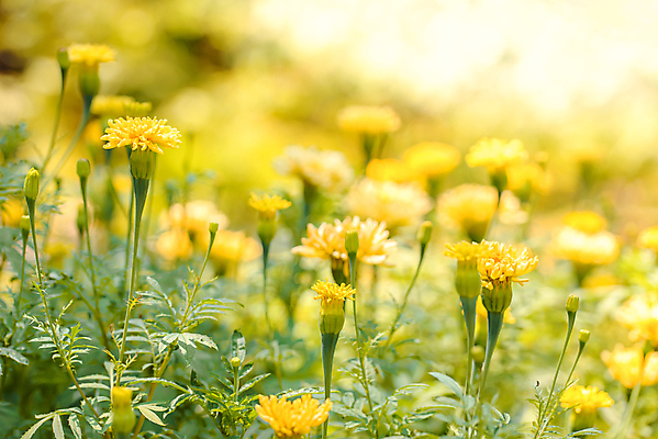포토 JPG 해외이미지 식물 계절 꽃잎 꽃 줄기 잎 밭 자연 사람없음 야외 초록색 뷰티 노란색 환경 화목 침묵 봄 성장 벚꽃 광선 시골 신선 개화 닫기 허브 내추럴 해외포토 컬러 컨셉 농업 모션 소리 생태계 파일형식 이미지허브