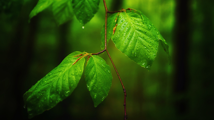 포토 JPG 해외이미지 식물 꽃 줄기 잎 꽃무늬 자연 표면 날씨 연꽃 사람없음 초록색 물 여름 빛 뷰티 평화 정원 어둠 봄 거품 젖음 벚꽃 물방울 신선 떨어짐 숲 이슬 빗방울 순수 질감 내추럴 해외포토 자연요소 계절 컬러 컨셉 무늬 비_날씨 생태계 파일형식 이미지허브