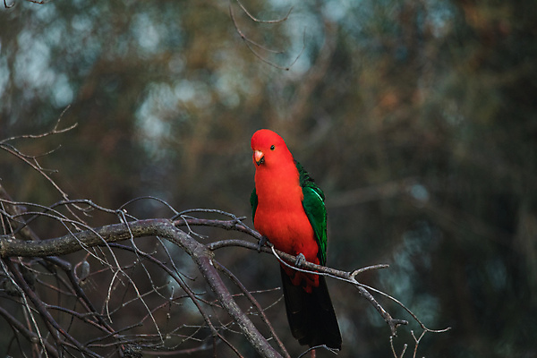 포토 JPG 해외이미지 나무 동물 공원 여자 남자 야생동물 백그라운드 날개 자연 조류 사람없음 야외 빨간색 초록색 물 컬러풀 뷰티 나뭇가지 호주 왕 열대우림 깃털 부리 앵무새 내추럴 동물상 해외포토 자연요소 식물 공공시설 컬러 사람 조형물 오세아니아 숲 생태계 파일형식 이미지허브