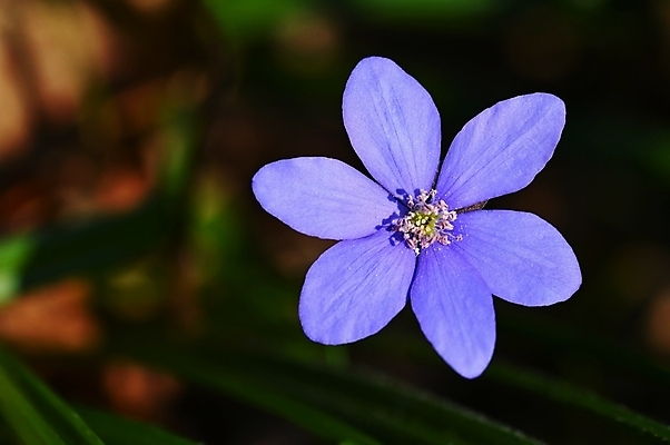 포토 JPG 해외이미지 식물 계절 꽃잎 꽃 백그라운드 잎 꽃무늬 자연 사람없음 야외 초록색 파란색 컬러풀 뷰티 정원 보라색 봄 들꽃 벚꽃 신선 개화 숲 제비꽃 내추럴 노루귀 아네모네 해외포토 컬러 무늬 생태계 파일형식 이미지허브