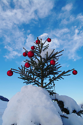 포토 JPG 해외이미지 나무 식물 전통 디자인 계절 백그라운드 크리스마스 겨울 밭 공 자연 휴가 기념 사람없음 야외 장식 빨간색 크리스마스트리 평화 우주 축제 장식볼 추위 흰색 나뭇가지 원형 고독 12월 전나무 강렬 노엘 폭설 눈내림 해외포토 도형 기념일 감정 컬러 컨셉 농업 눈_날씨 날짜 자연재해 생태계 파일형식 이미지허브