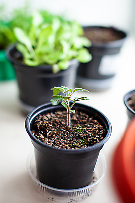 포토 JPG 해외이미지 식물 잎 토마토 사람없음 흙 원예 모종 해외포토 채소 취미 파일형식 이미지허브