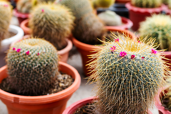 포토 JPG 해외이미지 식물 꽃 백그라운드 꽃무늬 패턴 자연 선인장 종류 취미 사람없음 야외 장식 초록색 컬러풀 농장 노란색 정원 사막 성장 벚꽃 가시 작음 원예 질감 날카로움 욕심 내추럴 심기 해외포토 컬러 무늬 농업 모션 크기 생태계 파일형식 이미지허브