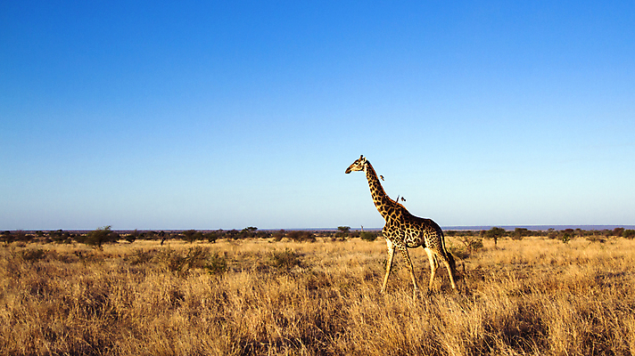 포토 JPG 해외이미지 동물 야생동물 포유류 아프리카 자연 파노라마 국립공원 사람없음 보호 기린 사파리 서식지 남아프리카 보호구역 해외포토 공원 나라 컨셉 촬영기법 생태계 구역 파일형식 이미지허브