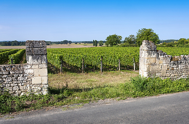 포토 JPG 해외이미지 식물 외관 유럽 벽 여행 백그라운드 잎 농업 과일 건축양식 자연 하늘 포도 사람없음 야외 초록색 파란색 태양 와인 계곡 프랑스 수확 성장 시골 신선 역사 언덕 포도밭 포도나무 프랑스어 양조장 옛날 해외포토 자연요소 문자 건축 나라 산업 컬러 밭 주류 과일나무 생태계 파일형식 이미지허브