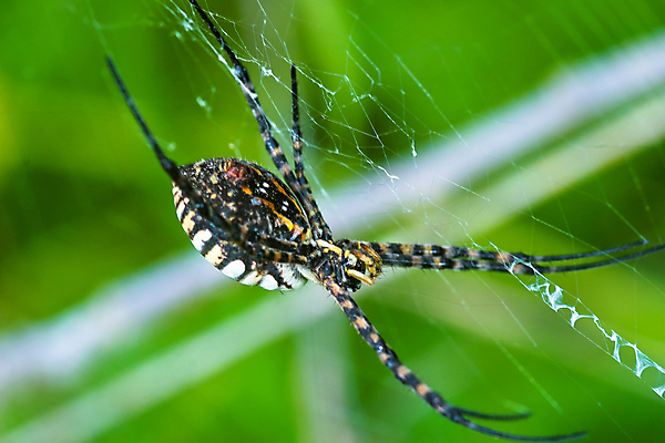 포토 JPG 해외이미지 야생동물 곤충 자연 사람없음 야외 컬러풀 노란색 검은색 줄무늬 벌레 말벌 위험 무서움 육식동물 거미 복부 못생김 해외포토 동물 감정 컬러 컨셉 무늬 신체부위 벌_곤충 생태계 파일형식 이미지허브