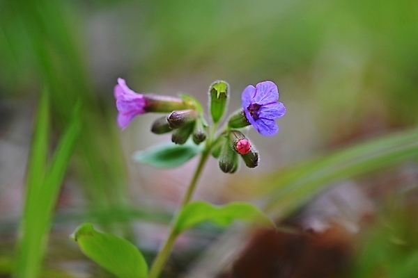 포토 JPG 해외이미지 식물 디자인 계절 꽃잎 꽃 분홍색 꽃다발 백그라운드 꽃무늬 자연 추상 선물 사람없음 가로 초록색 파란색 빛 뷰티 머리 정원 보라색 봄 벚꽃 흰색 나뭇가지 신선 개화 닫기 다발 제비꽃 순수 원예 부드러움 수국 라벤더 라일락 내추럴 해외포토 나무 컬러 컨셉 무늬 모션 취미 신체부위 감각 허브 생태계 파일형식 이미지허브