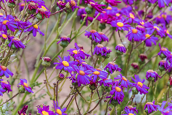 포토 JPG 해외이미지 식물 꽃 밭 자연 사람없음 야외 초록색 컬러풀 평화 정원 보라색 활발 시골 호주 해외포토 컬러 컨셉 농업 오세아니아 생태계 파일형식 이미지허브