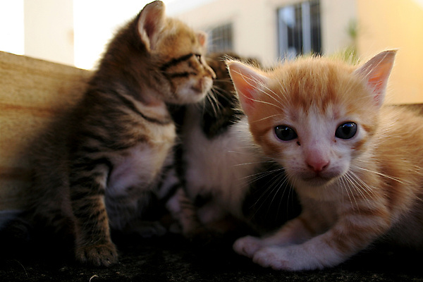 포토 JPG 해외이미지 동물 응시 포유류 털 앉기 사람없음 반려동물 고양이 강아지 얼룩무늬 솜털 기르기 해외포토 시선 무늬 모션 개 돌봄 파일형식 이미지허브