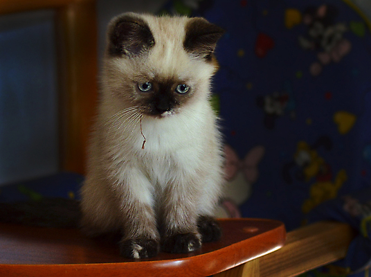 포토 JPG 해외이미지 동물 응시 포유류 발 자연 수염 주택 털 잔디 사람없음 야외 빨간색 파란색 반려동물 머리 귀여움 고양이 줄무늬 회색 흰색 표현 닫기 꼬리 얼룩무늬 솜털 수의사 발톱 해외포토 식물 시선 컬러 컨셉 무늬 모션 건물 신체부위 의사 생태계 파일형식 이미지허브