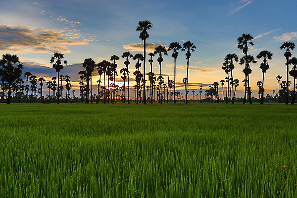 포토 JPG 해외이미지 나무 식물 공원 실루엣 아시아 여행 잎 패턴 농업 태국 자연 하늘 밥 아침 손바닥 동양인 풍경 초원 사람없음 야외 초록색 여름 빛 야자수 태양 뷰티 농장 우주 일출 환경 맑음 일몰 봄 성장 시골 달콤 숲 설탕 질감 코코넛 내추럴 논밭 해외포토 주간 자연요소 손 계절 공공시설 나라 산업 음식 컬러 무늬 밭 과일 날씨 논 촬영기법 인종 노을 맛 생태계 파일형식 이미지허브