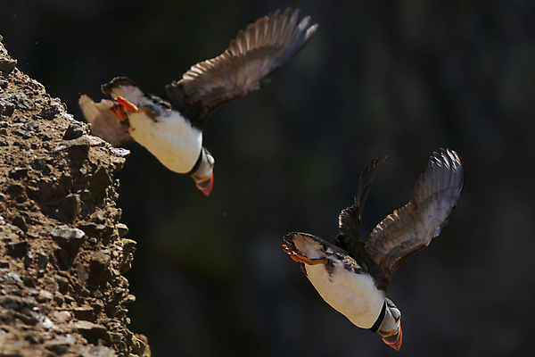 포토 JPG 해외이미지 동물 계절 야생동물 바다 섬 날개 오렌지 자연 조류 웨일즈 사람없음 빨간색 파란색 컬러풀 노란색 검은색 흰색 작음 깃털 시작 부리 멸종 이륙 대서양 계산서 내추럴 동물상 왕국 많음 펨브룩셔 해외포토 컬러 컨셉 과일 영국 조형물 크기 생태계 파일형식 이미지허브