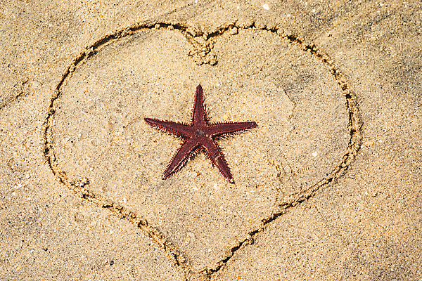 포토 JPG 해외이미지 모양 동물 디자인 별 모래 파도 바다 여행 백그라운드 패턴 자연 휴가 조개 휴식 불가사리 프레임 어류 사람없음 야외 장식 물 햇빛 태양 뷰티 유행 스파 껍질 흰색 오브젝트 휴양지 질감 생물학 내추럴 파라다이스 해외포토 자연요소 교육 컬러 컨셉 무늬 어패류 극피동물 수중동물 장소 생태계 파일형식 이미지허브