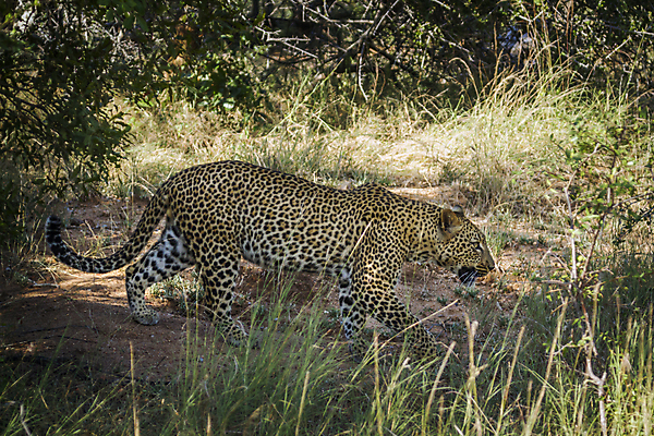 포토 JPG 해외이미지 주간 한마리 응시 야생동물 자연 사람없음 야외 숲 맹수 표범 남아프리카 보츠와나 해외포토 자연요소 동물 1 시선 포유류 아프리카 생태계 파일형식 이미지허브