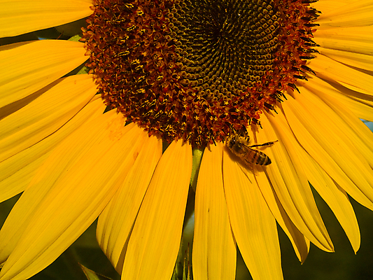 포토 JPG 해외이미지 주간 한마리 해바라기 근접촬영 사람없음 야외 해외포토 자연요소 1 꽃 뷰포인트 파일형식 이미지허브