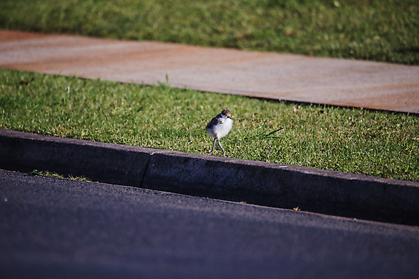 포토 JPG 해외이미지 주간 동물 1 호수 얼굴 야생동물 자연 조류 병아리 가면 사람없음 초록색 햇빛 뷰티 검은색 흰색 아기 호주 깃털 부리 동물상 해외포토 자연요소 컬러 사람 신체부위 태양 조형물 오세아니아 생태계 파일형식 이미지허브